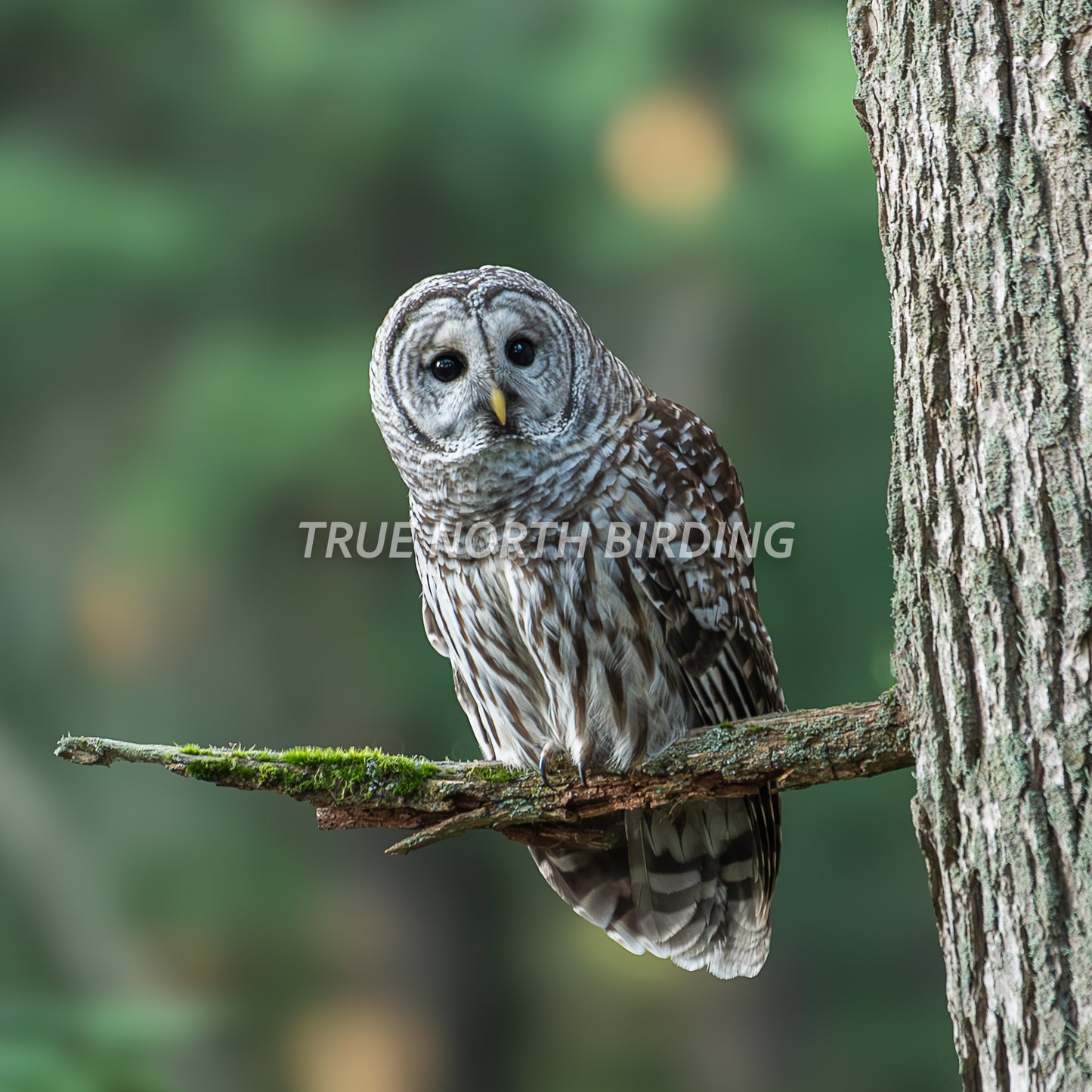 Barred Owl Photograph | Original Bird Art Print