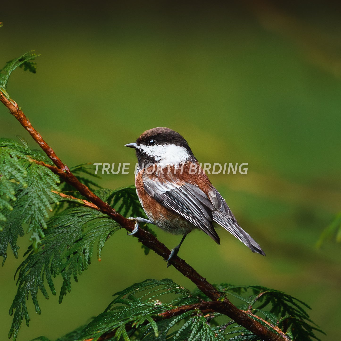 Chestnut-backed Chickadee Photograph | Original Bird Art Print