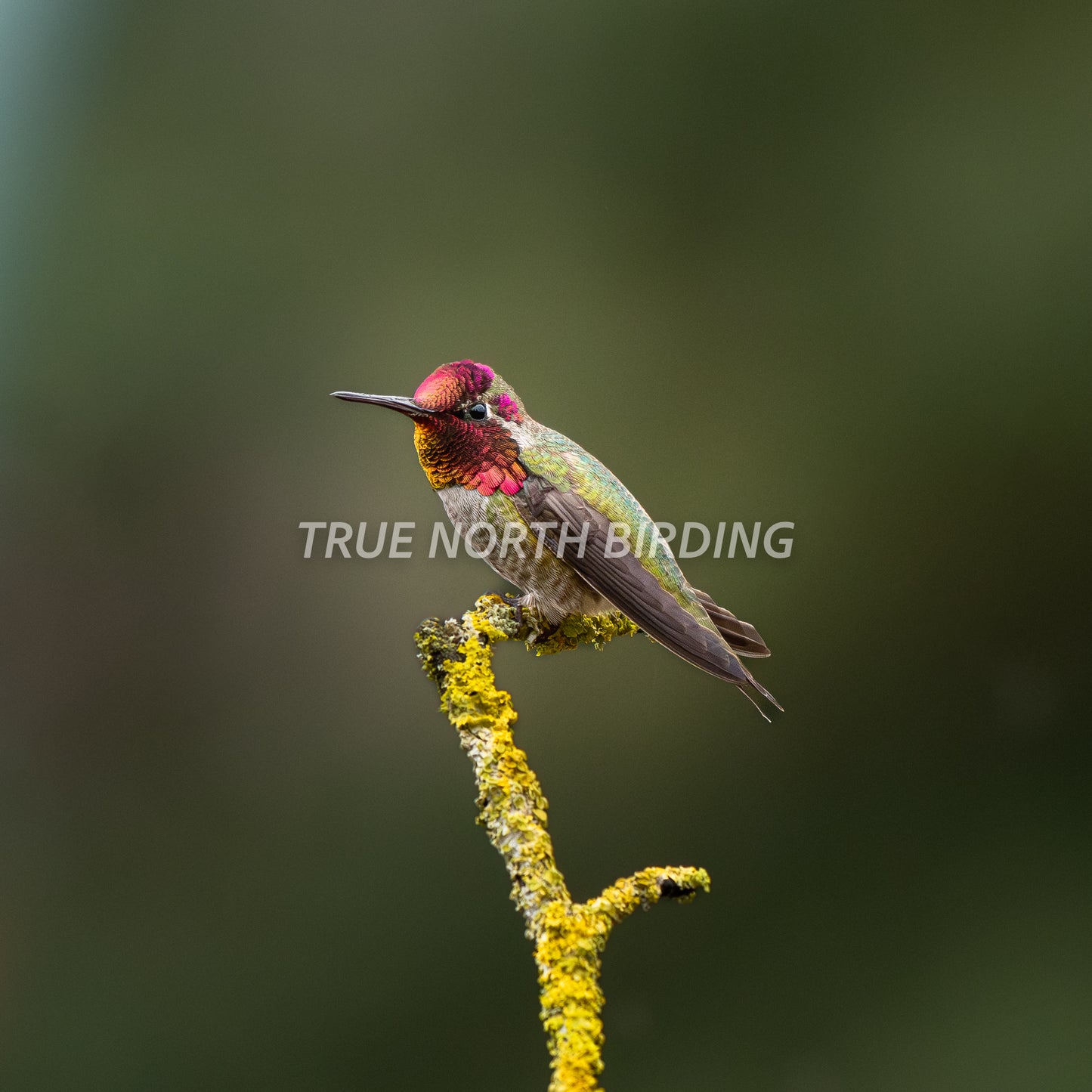 Anna's Hummingbird Photograph | Original Bird Art Print