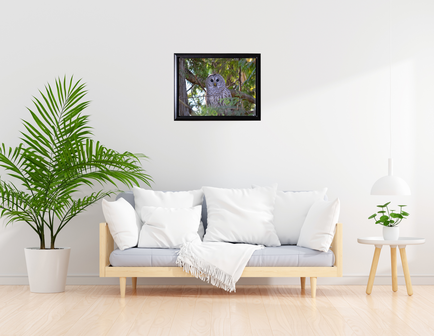 Barred Owl Photograph- Fine Art Wall Print