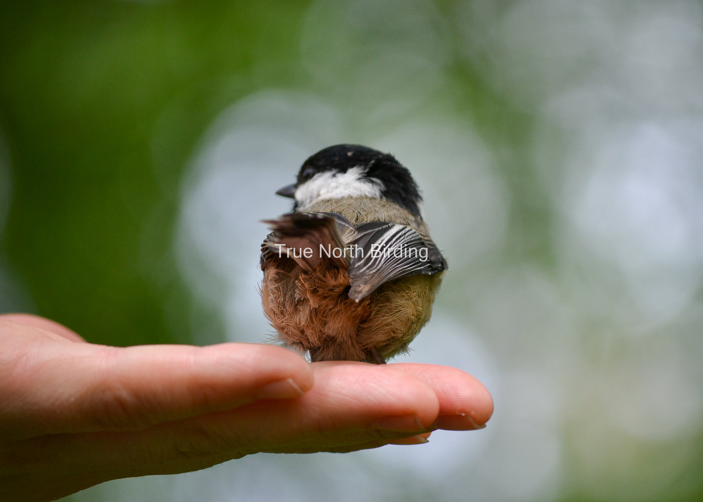 Black-capped Chickadee Photo | Chickadee Wall Art Print