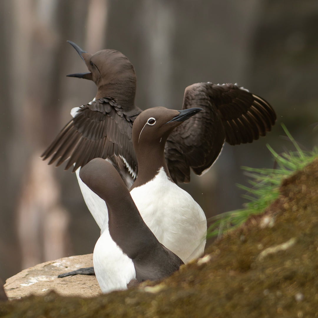 Birds with brown heads and white bodies on a rocky ledge. One spreads its wings while others are perched, set against a blurred natural background.