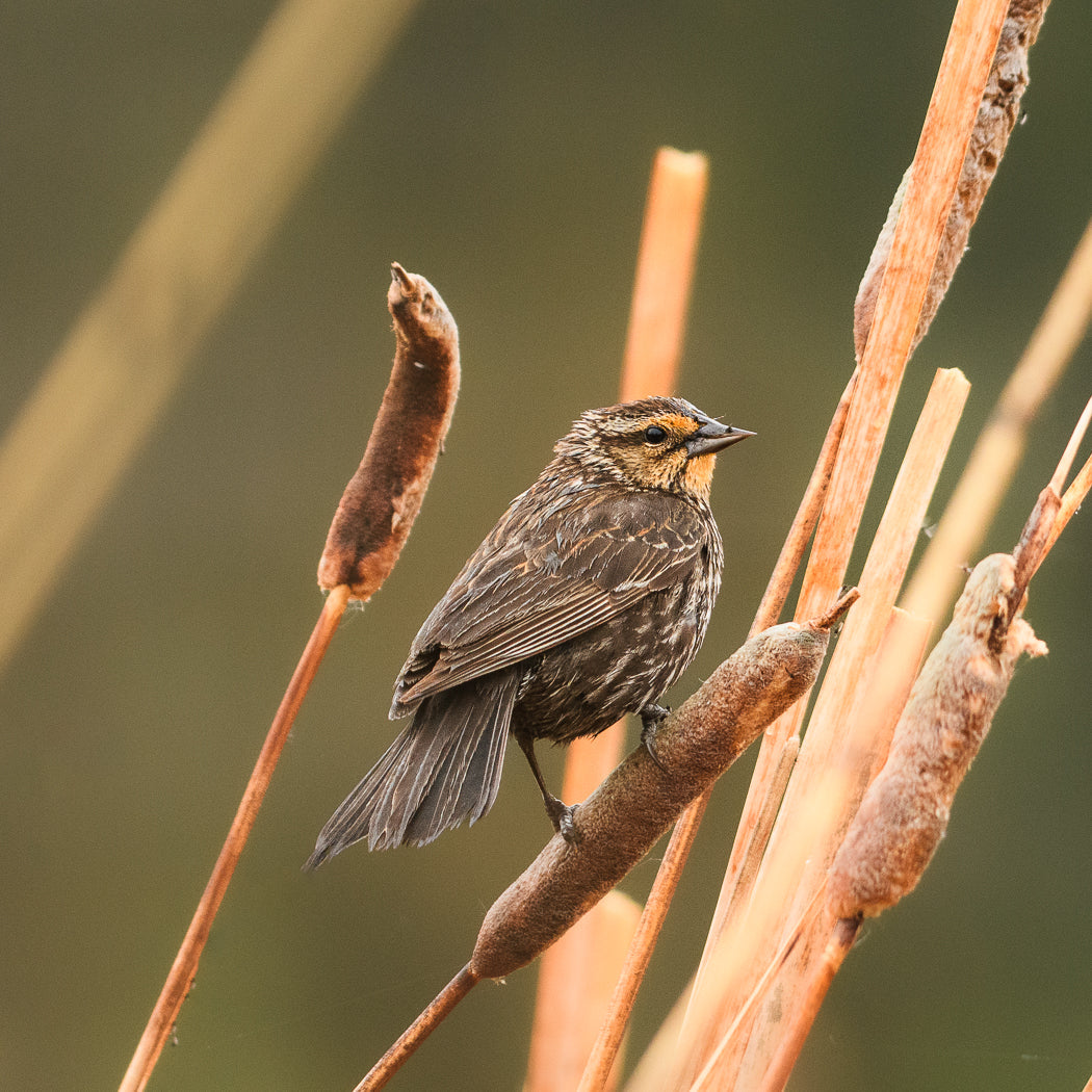 Discovering Warblers in Cold Lake