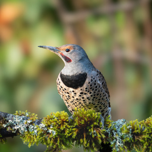 Winter Birds of Vancouver
