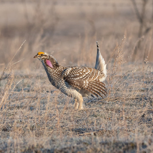 A male Sharp-tailed Grouse standing on the prairie