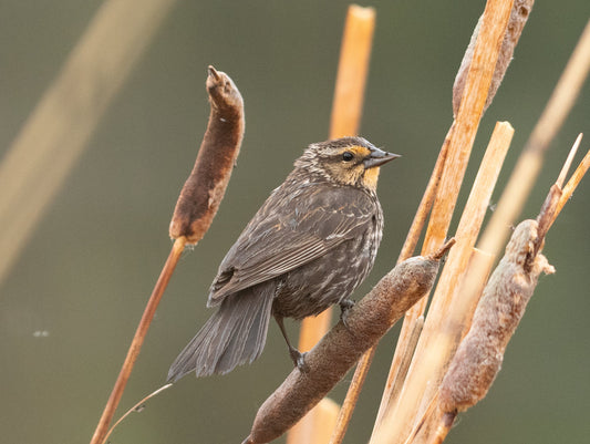 Discovering Warblers in Cold Lake