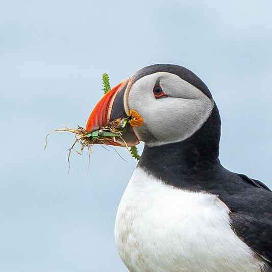 Seeing Puffins Up Close in Newfoundland