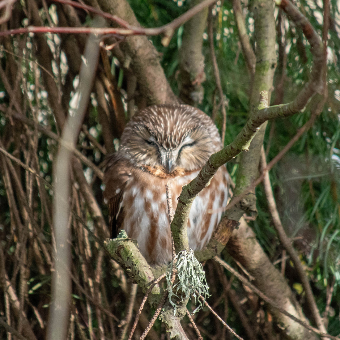 The George C. Reifel Migratory Bird Sanctuary