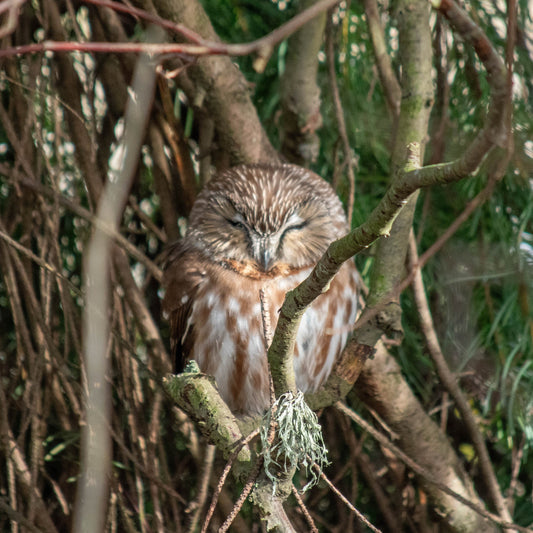 The George C. Reifel Migratory Bird Sanctuary