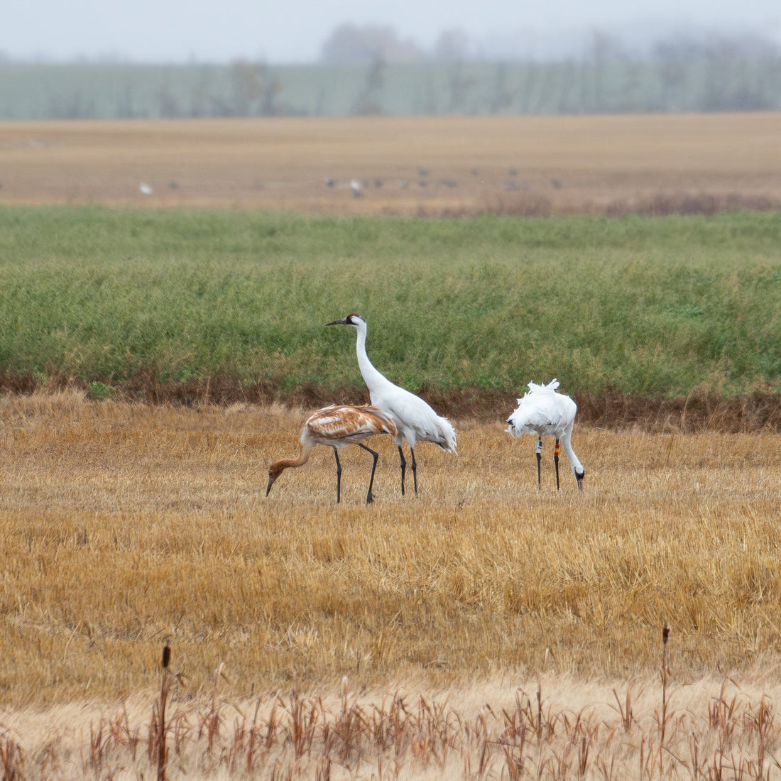 Saskatchewan Whooping Cranes