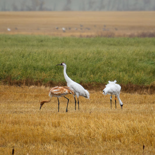 Saskatchewan Whooping Cranes