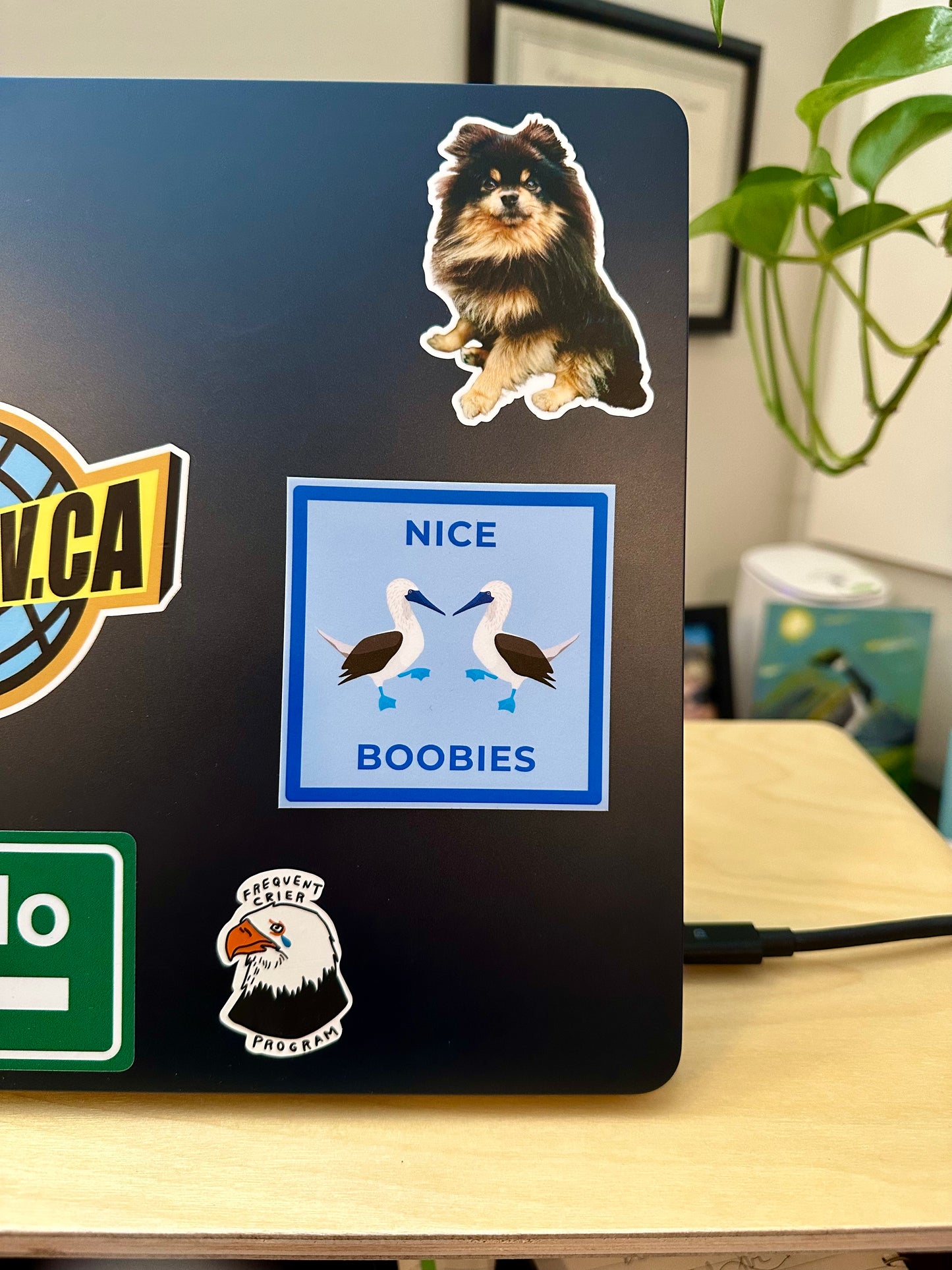 Blue-Footed Booby Sticker: Nice Boobies Laptop Decal
