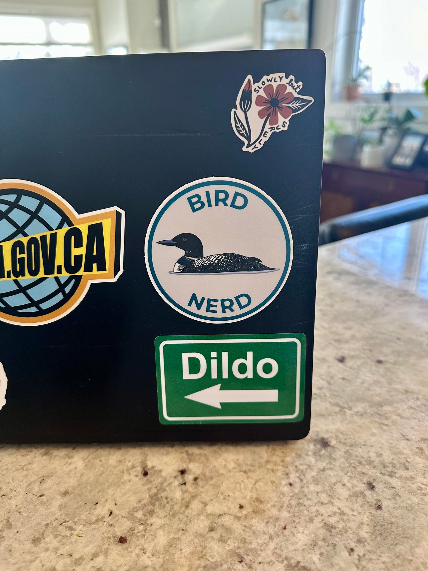 Bird Nerd Sticker - Common Loon Vinyl Decal