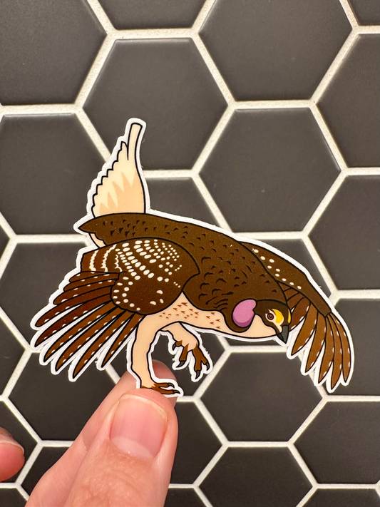 Sharp-tailed Grouse Sticker image 0