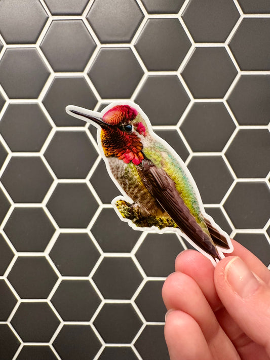 Anna's Hummingbird Photo Sticker: Vinyl Bird Sticker