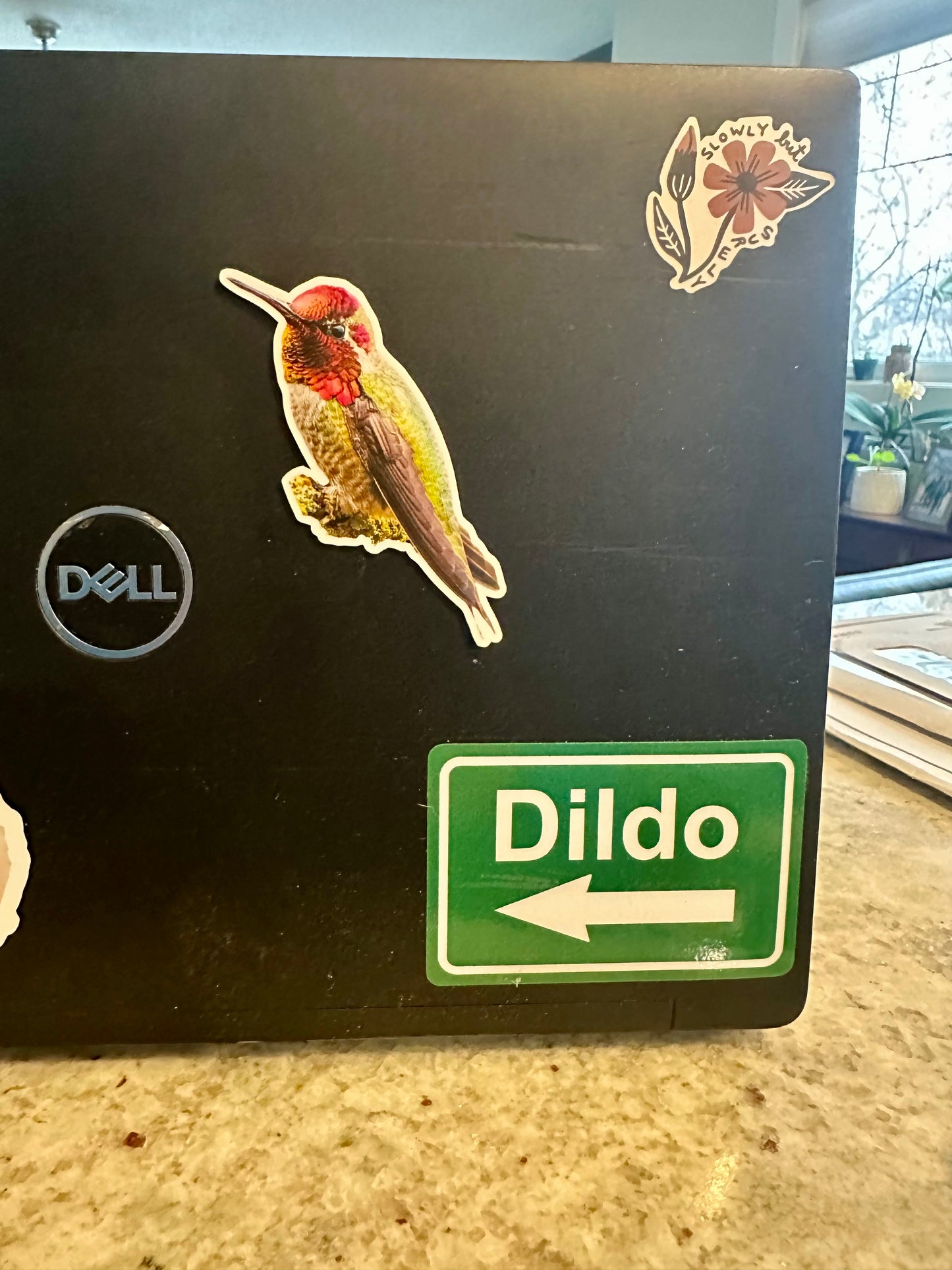 Anna's Hummingbird Photo Sticker: Vinyl Bird Sticker