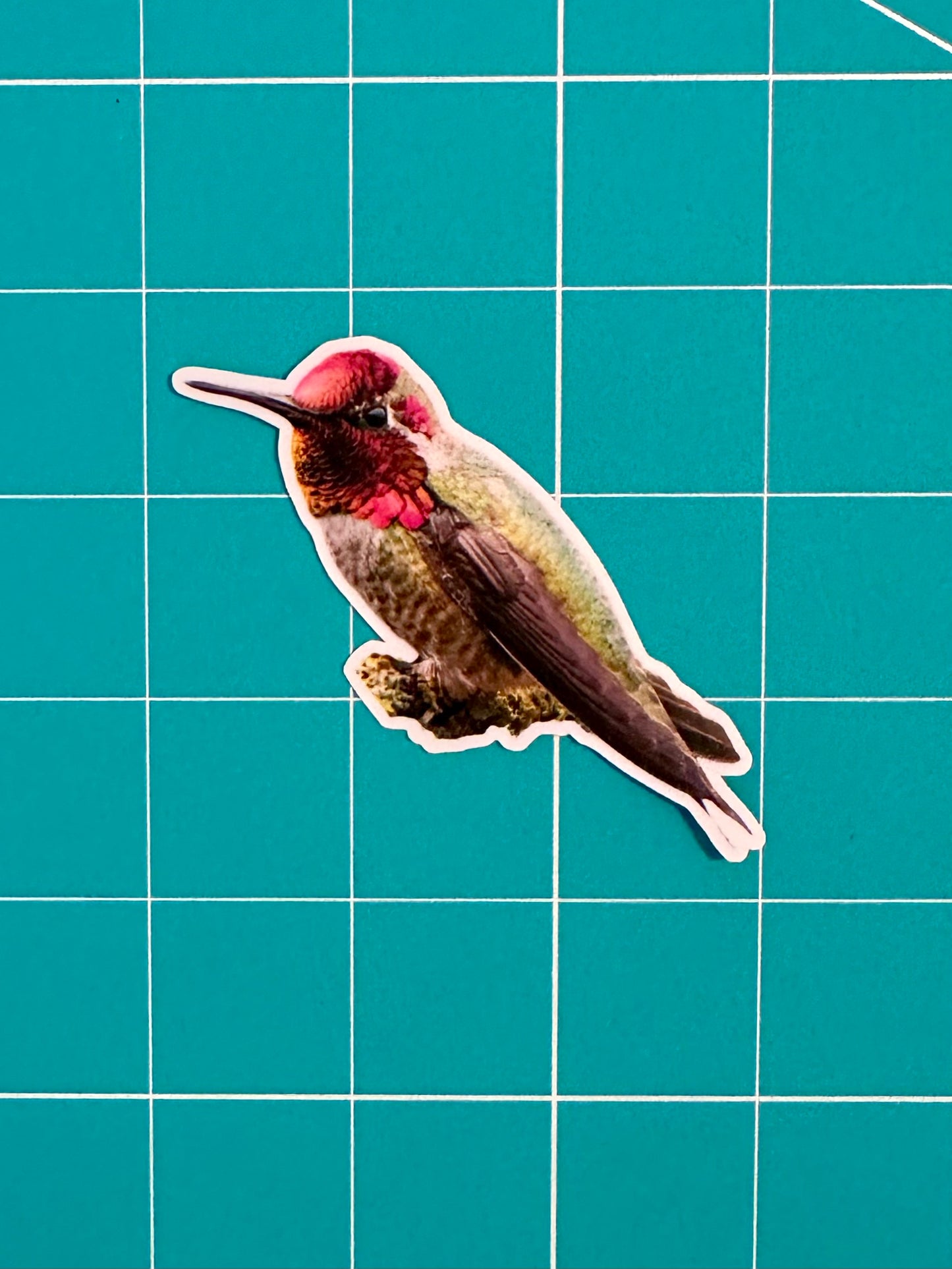 Anna's Hummingbird Photo Sticker: Vinyl Bird Sticker
