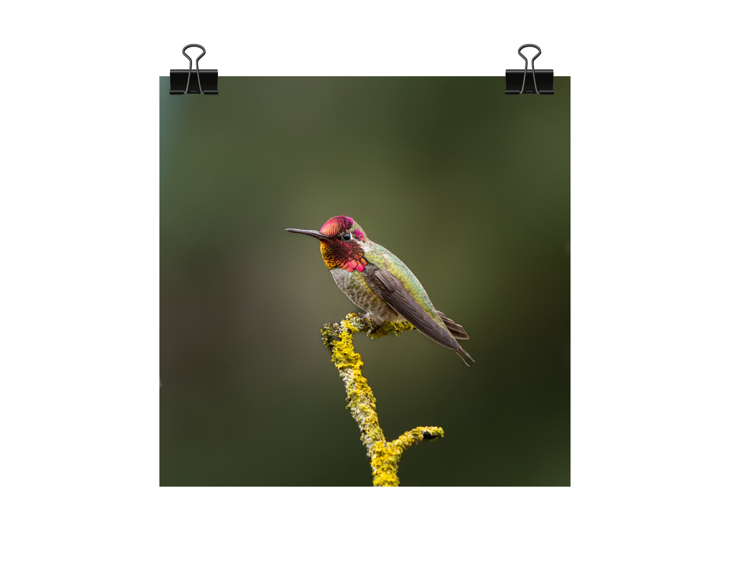 Anna's Hummingbird Photograph | Original Bird Art Print