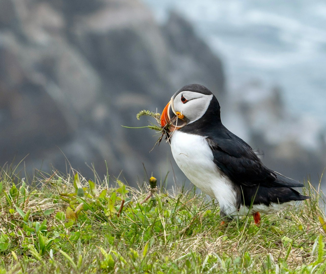 Atlantic Puffin in the grass with nesting material in its beak