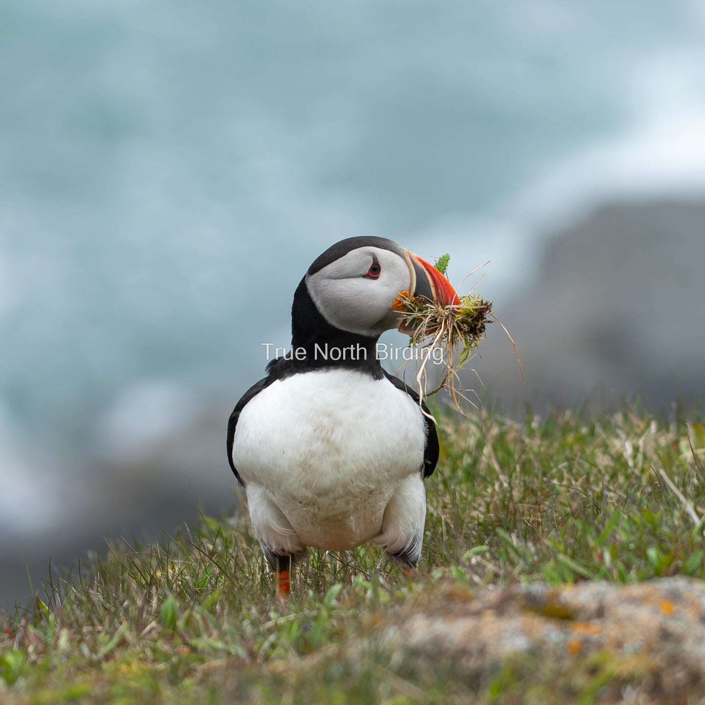 Atlantic Puffin Photograph: Newfoundland Bird Art Print
