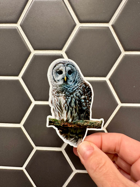 Barred Owl Photo Sticker: Vinyl Bird Sticker