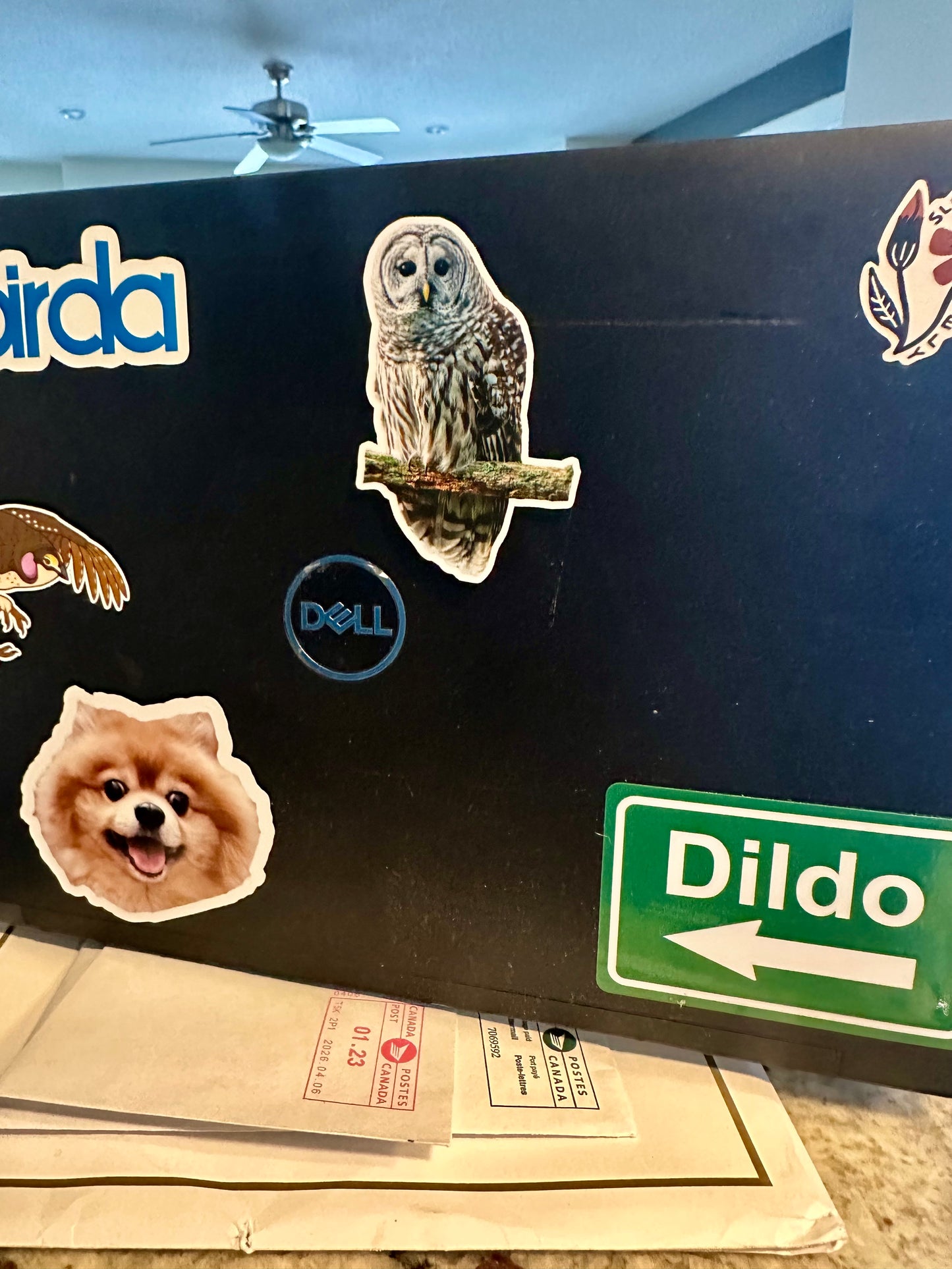 Barred Owl Photo Sticker: Vinyl Bird Sticker