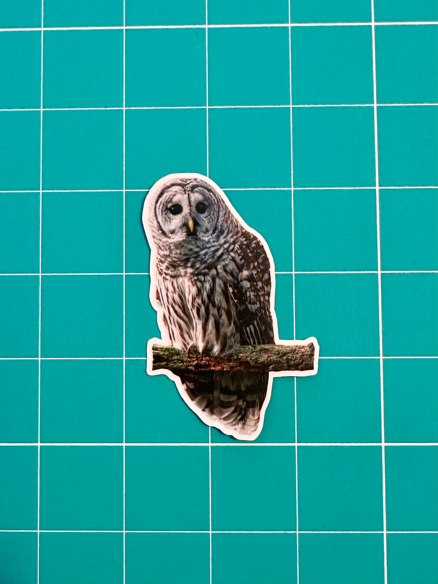 Barred Owl Photo Sticker: Vinyl Bird Sticker