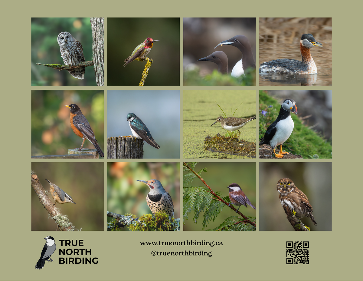 Birds of Canada 2027 Wall Calendar- Original Bird Photography