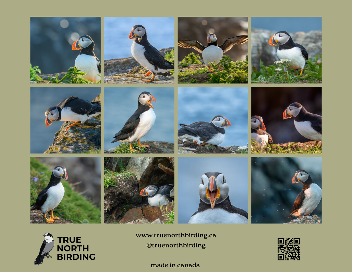 Atlantic Puffins 2027 Wall Calendar- Original Bird Photography