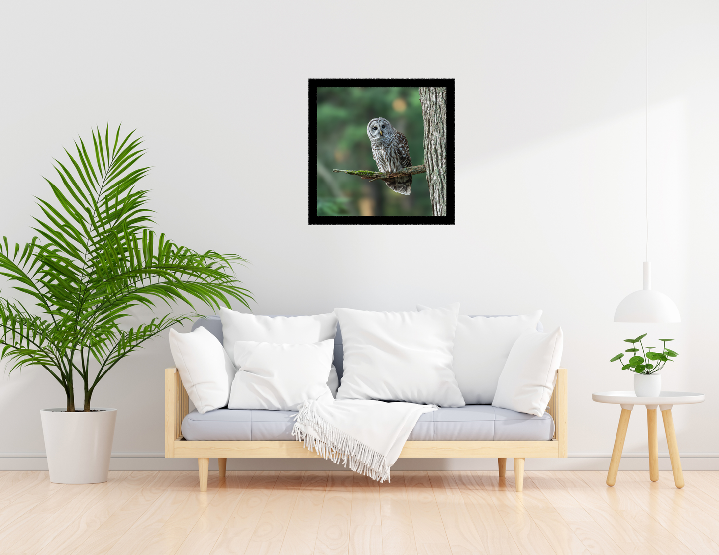 Barred Owl Photograph | Original Bird Art Print