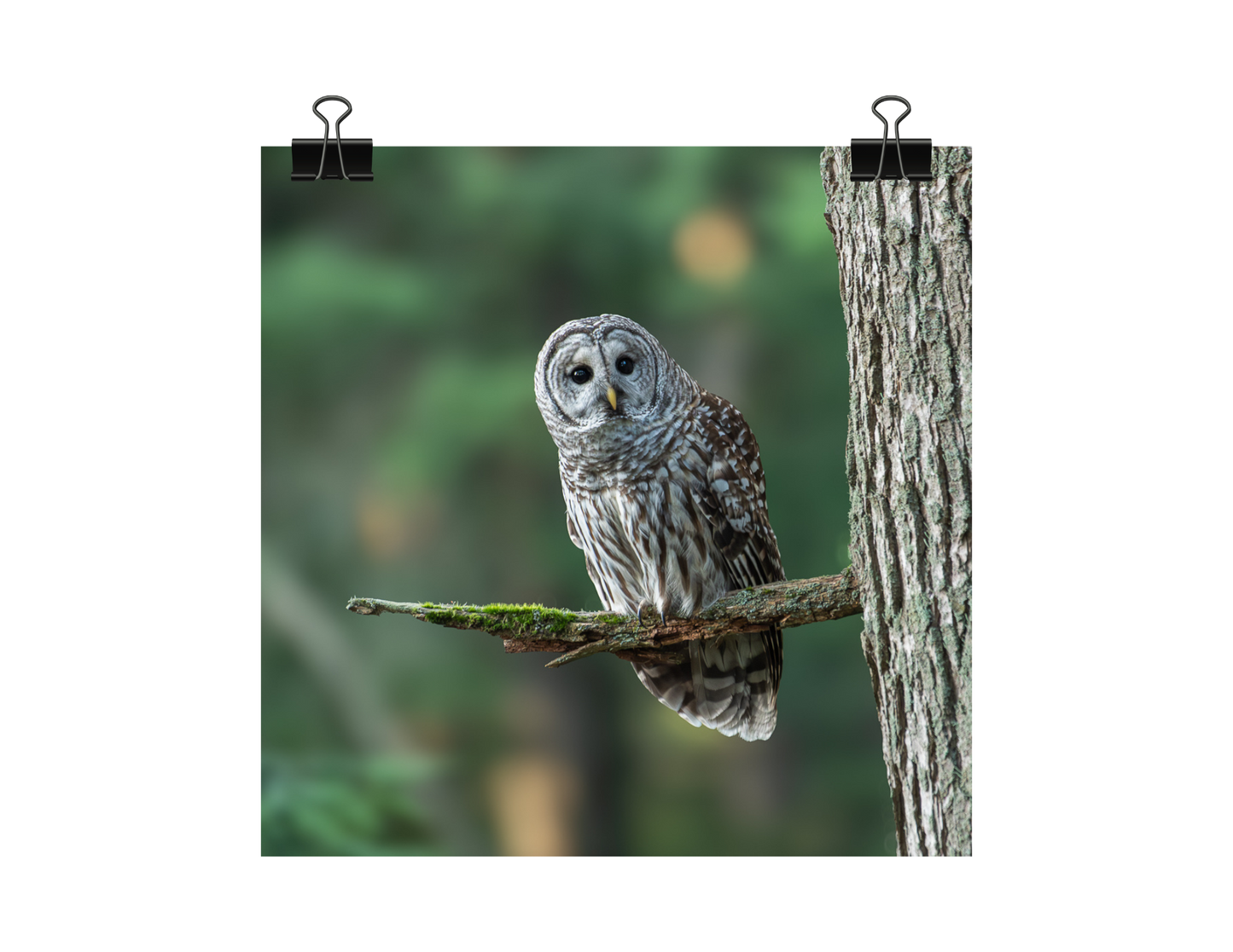 Barred Owl Photograph | Original Bird Art Print