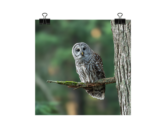 Barred Owl Photograph | Original Bird Art Print