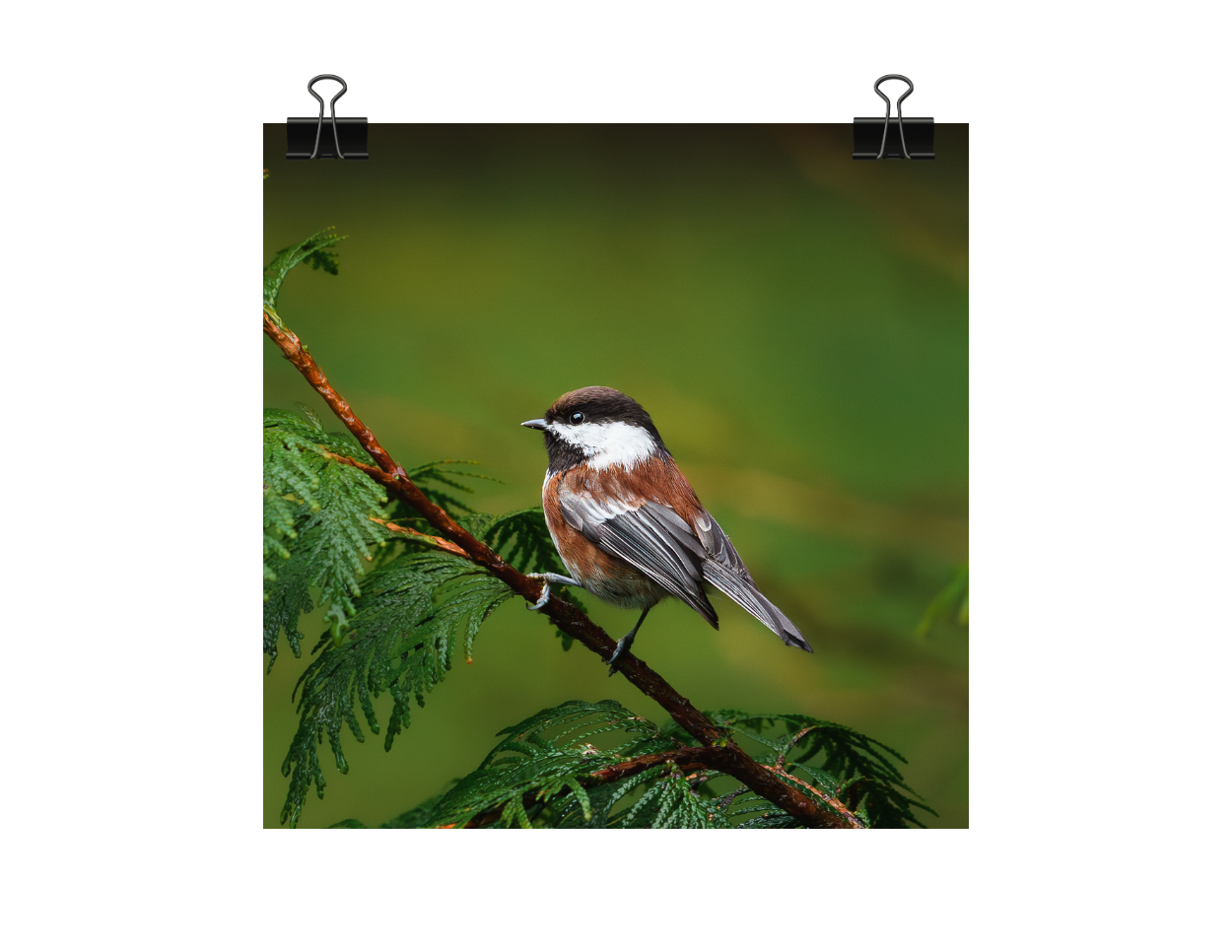 Chestnut-backed Chickadee Photograph | Original Bird Art Print