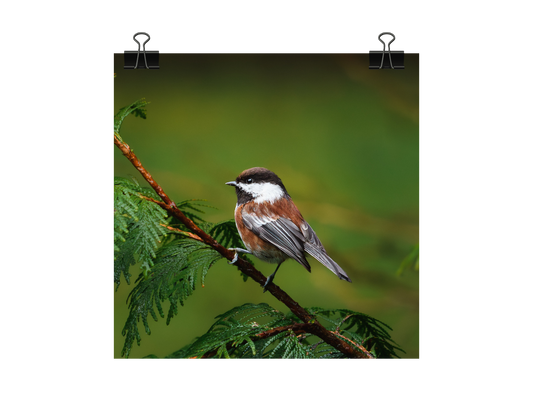 Chestnut-backed Chickadee Photograph | Original Bird Art Print