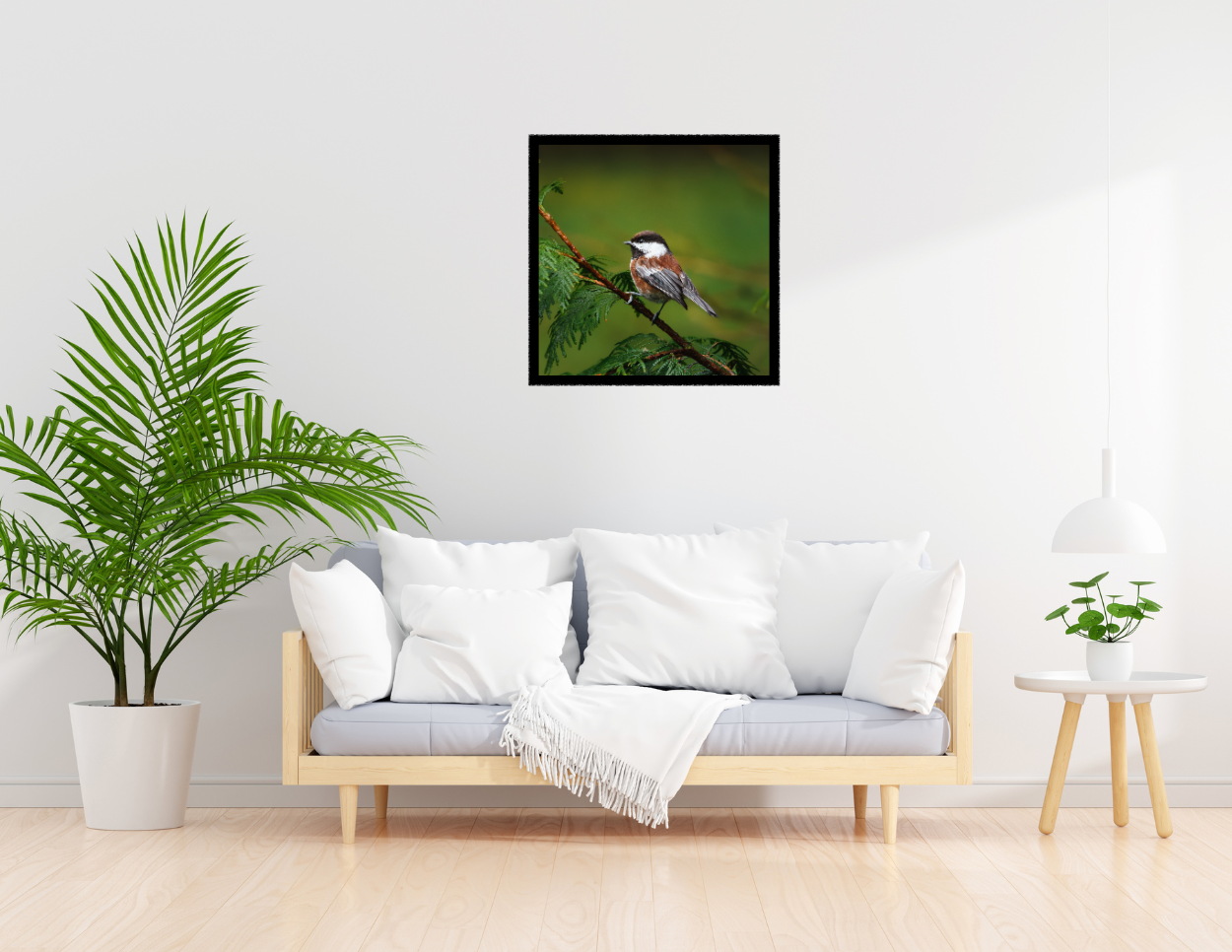 Chestnut-backed Chickadee Photograph | Original Bird Art Print