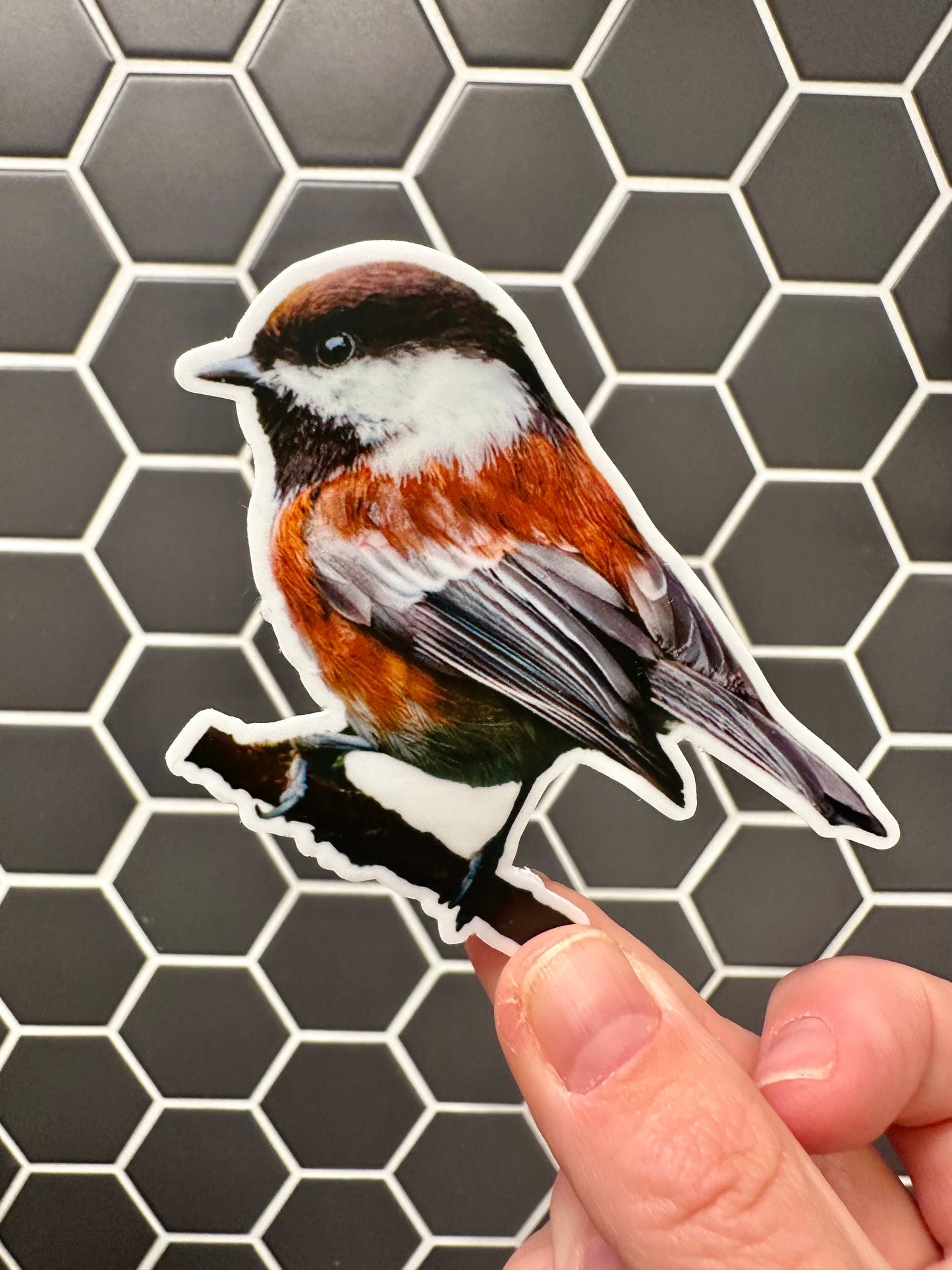 Chestnut-backed Chickadee Photo Sticker: Vinyl Bird Sticker