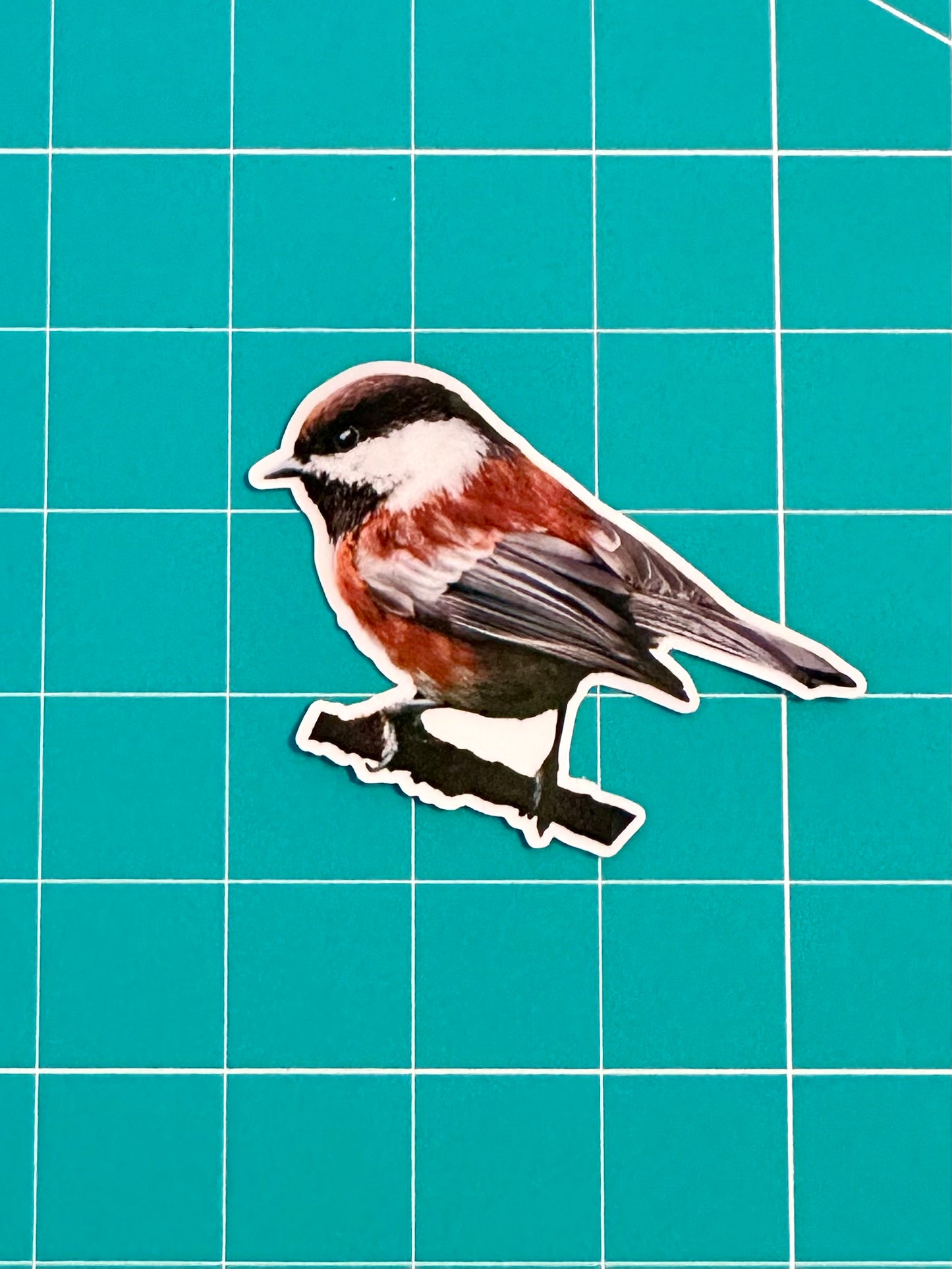 Chestnut-backed Chickadee Photo Sticker: Vinyl Bird Sticker