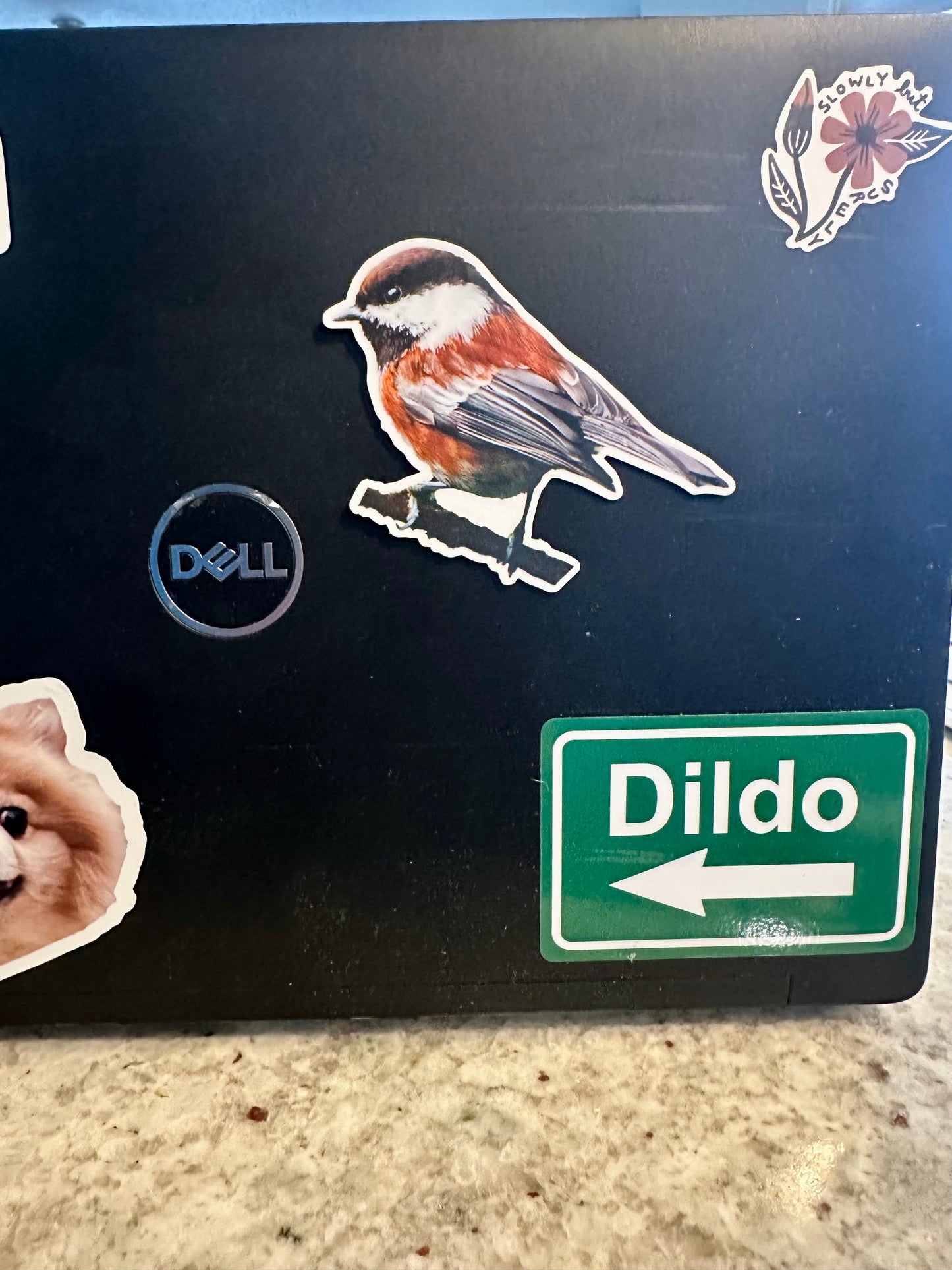 Chestnut-backed Chickadee Photo Sticker: Vinyl Bird Sticker