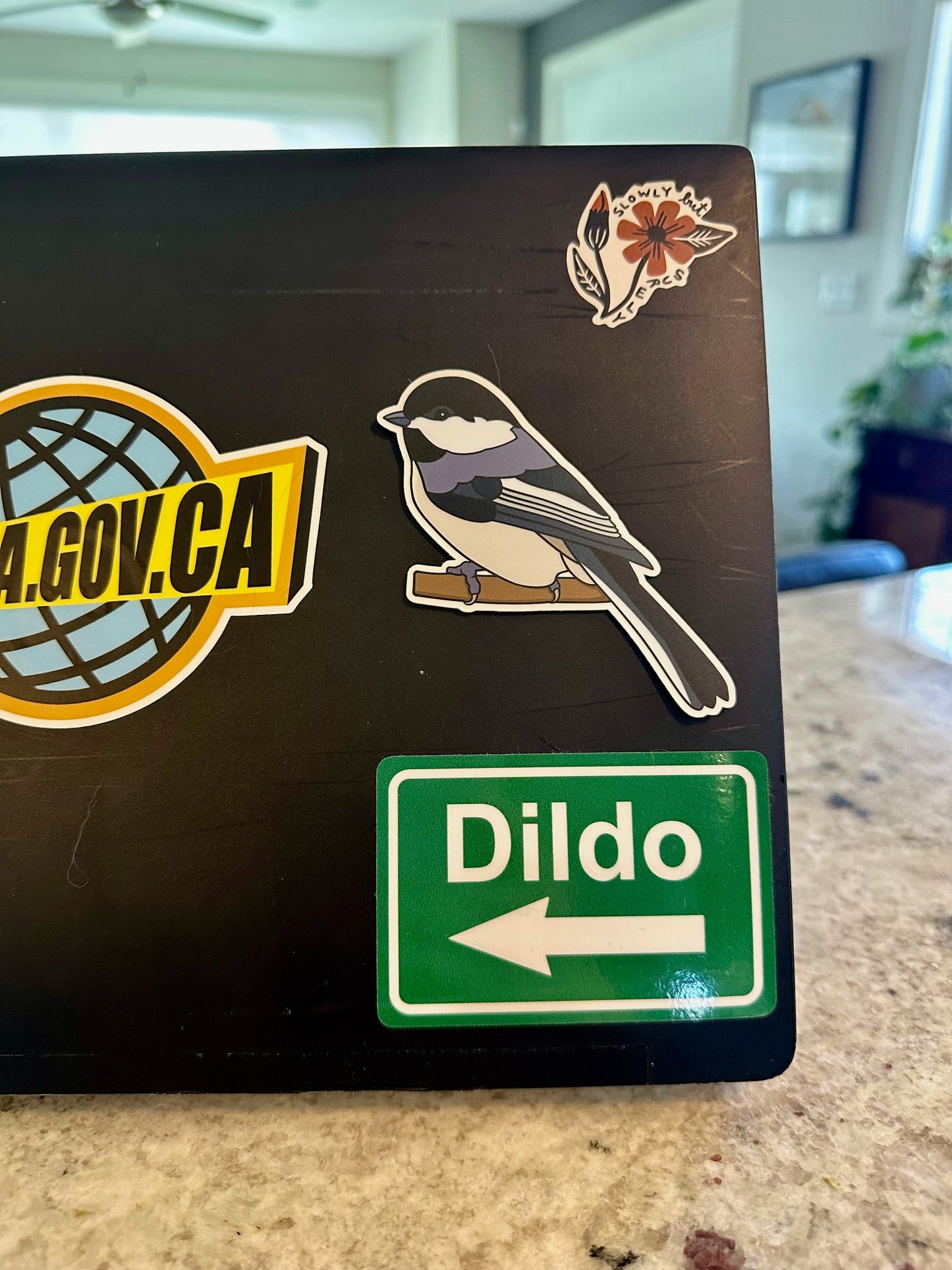 Black-capped Chickadee Sticker