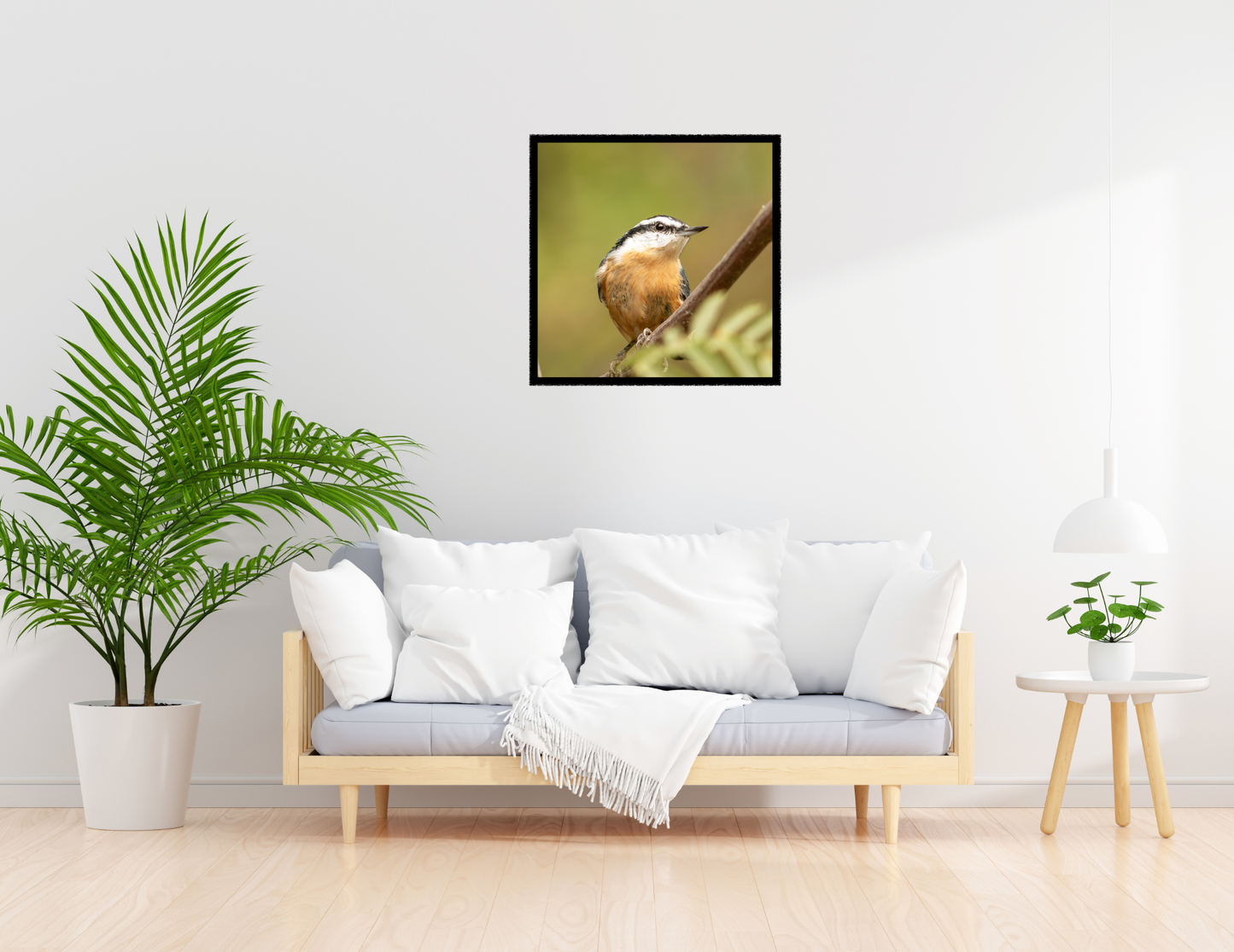 Red-breasted Nuthatch Photo | Original Wall Art Print