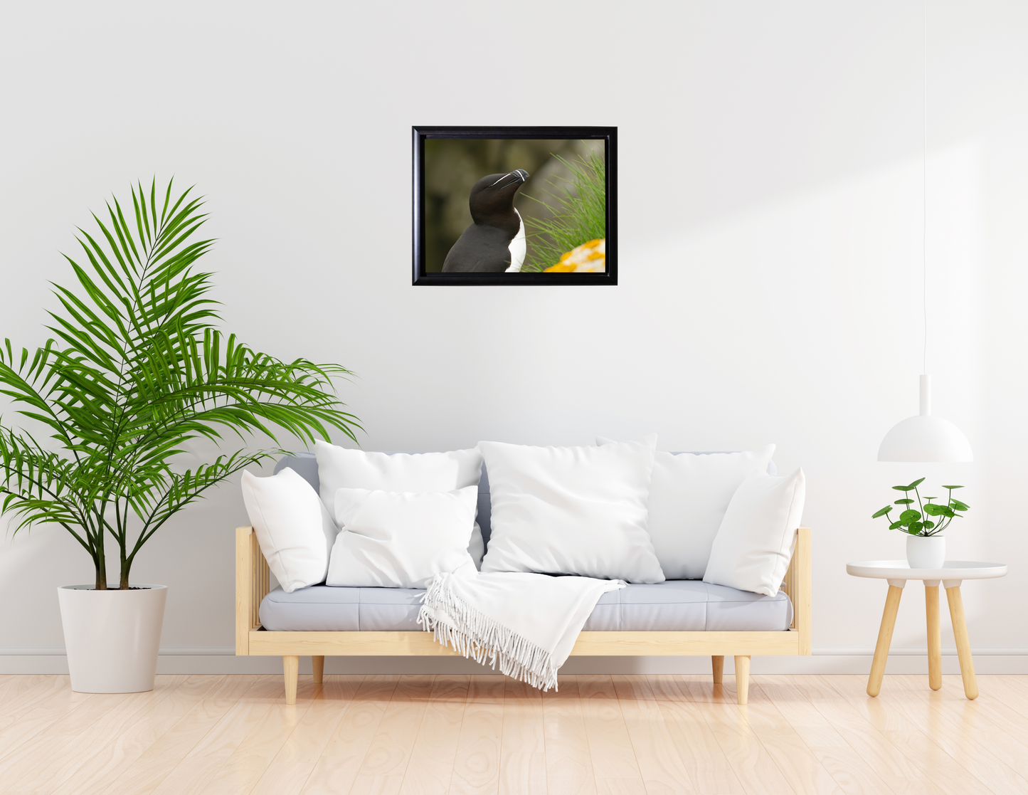 Razorbill Photograph- Fine Art Wall Print