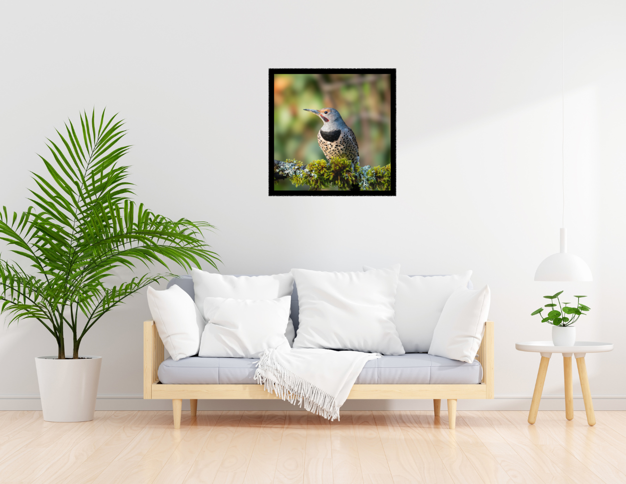 Northern Flicker Photograph | Original Bird Art Print