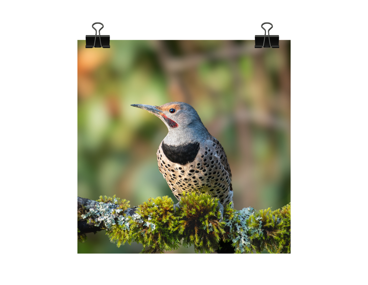 Northern Flicker Photograph | Original Bird Art Print