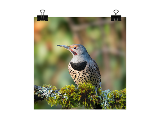 Northern Flicker Photograph | Original Bird Art Print