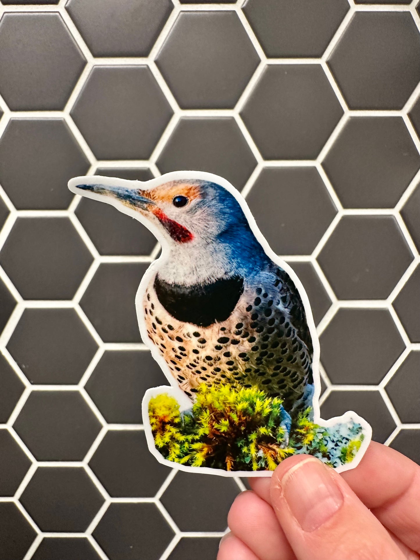 Northern Flicker Photo Sticker: Vinyl Bird Sticker