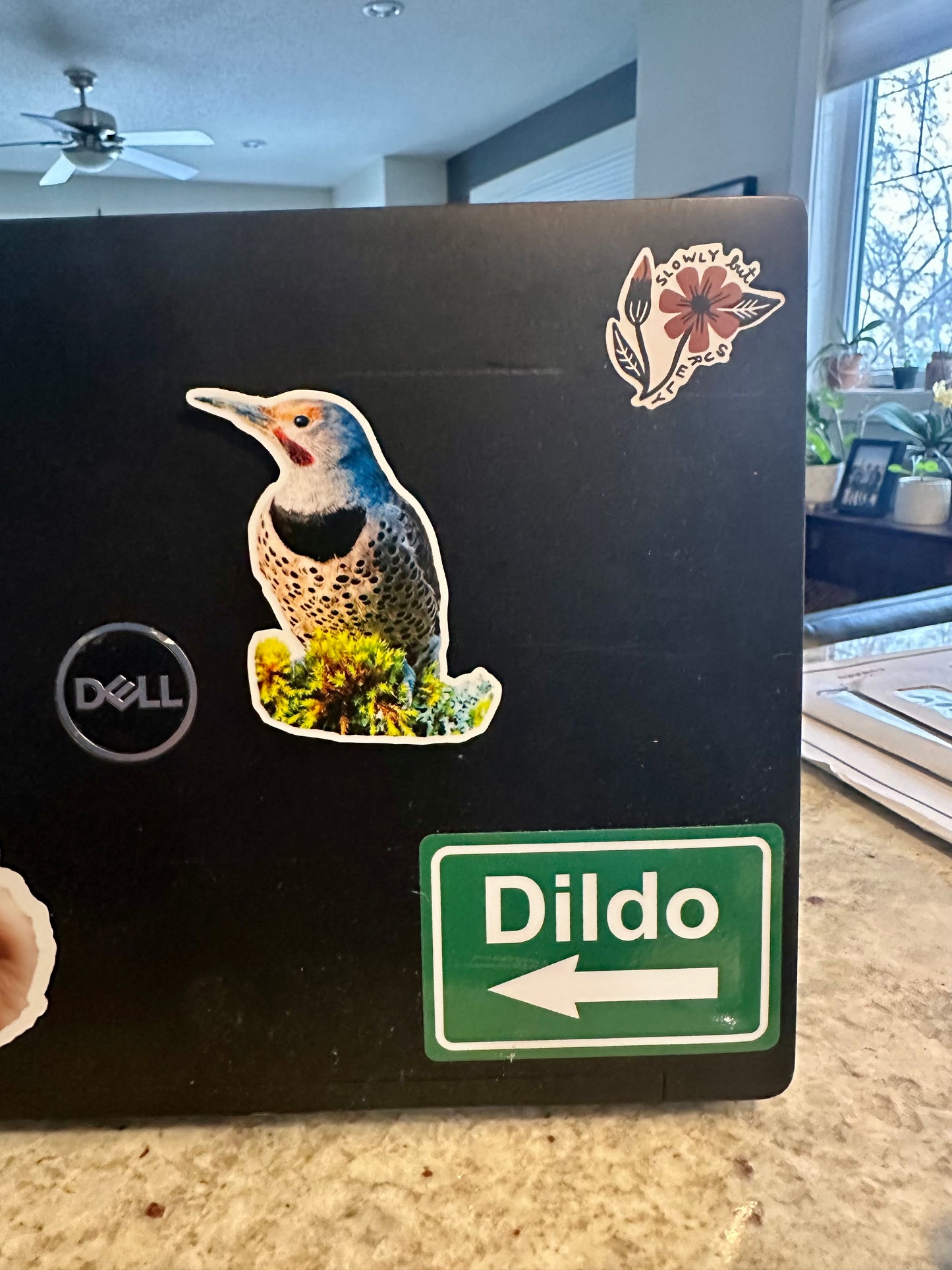 Northern Flicker Photo Sticker: Vinyl Bird Sticker