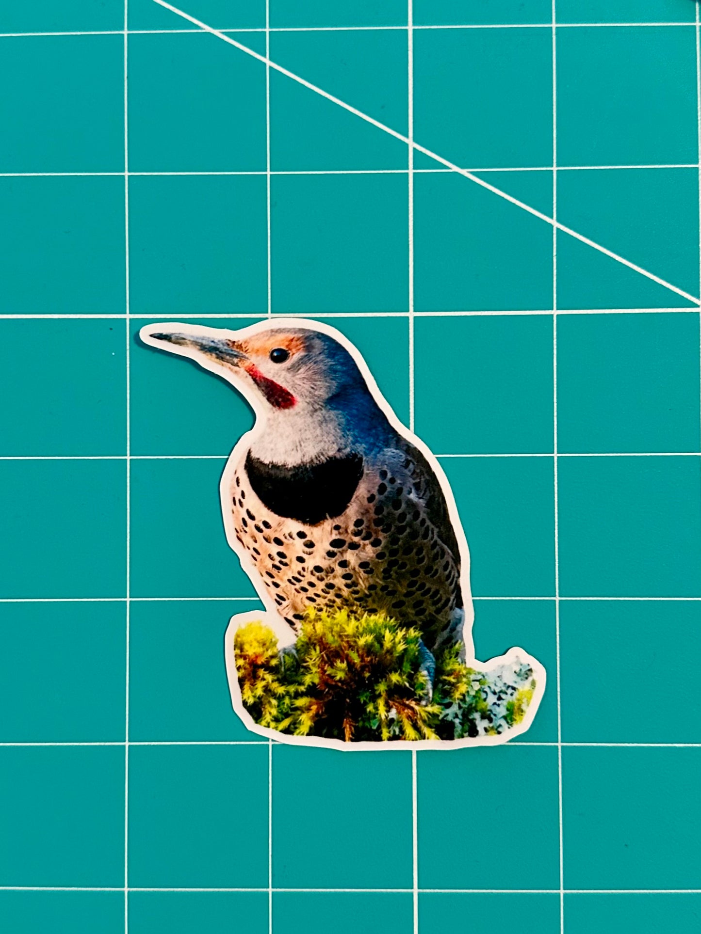 Northern Flicker Photo Sticker: Vinyl Bird Sticker