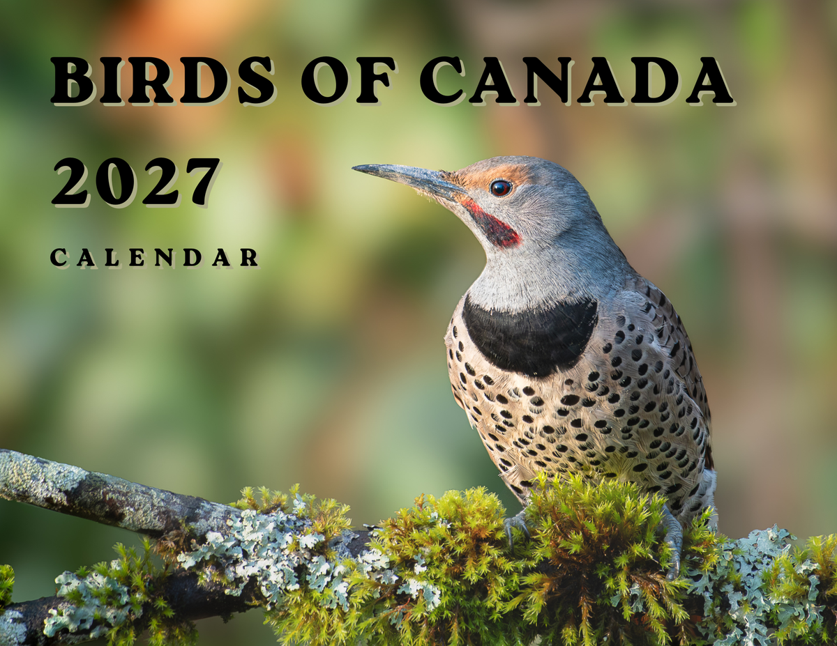 Birds of Canada 2027 Wall Calendar- Original Bird Photography