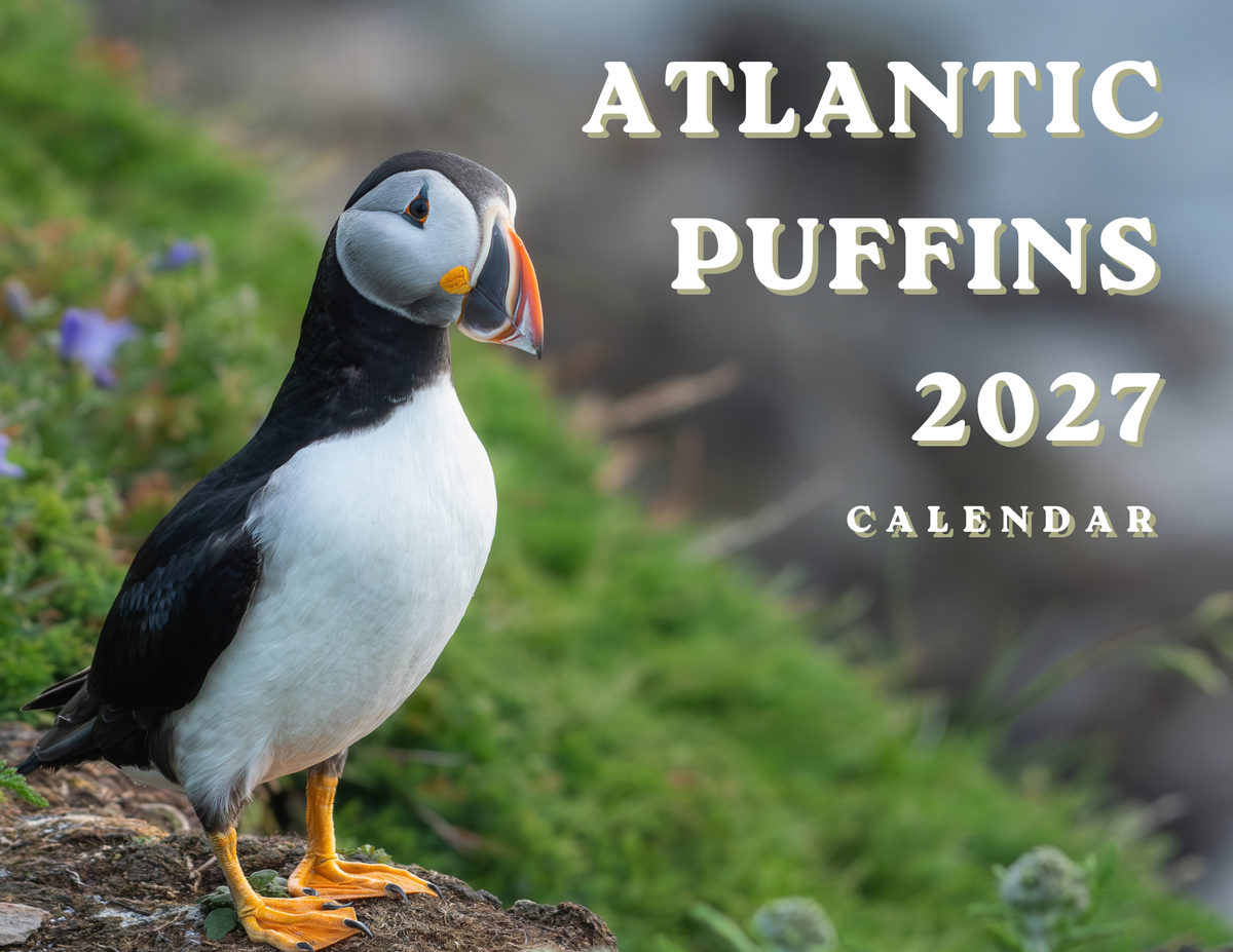 Atlantic Puffins 2027 Wall Calendar- Original Bird Photography
