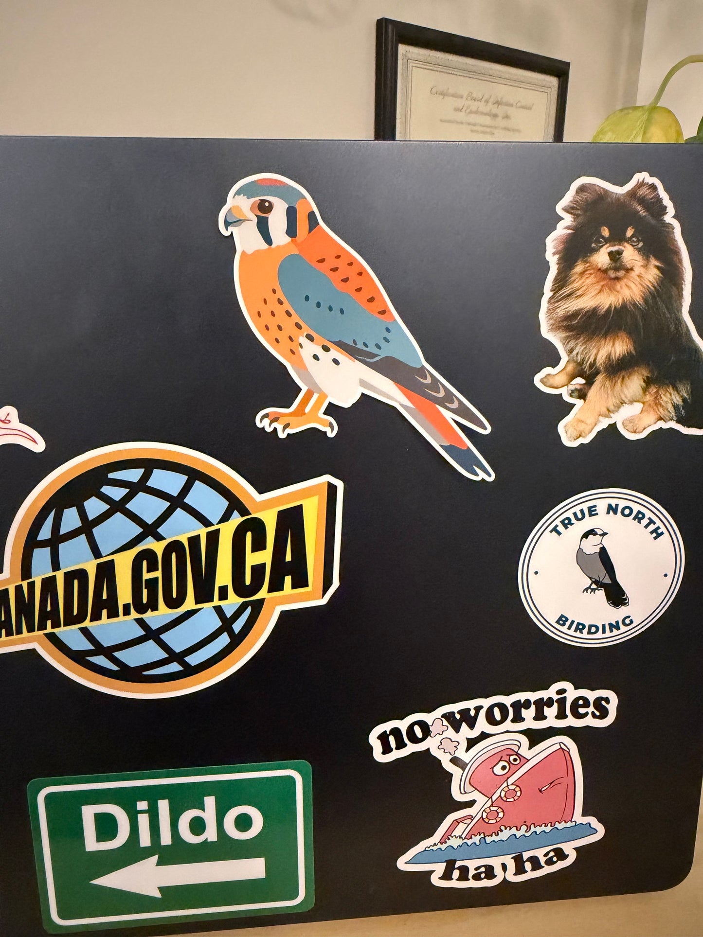 American Kestrel Sticker: Waterproof Vinyl Bird Sticker
